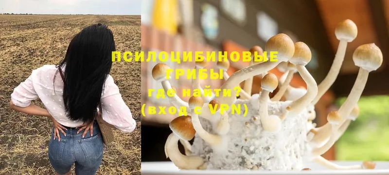 Псилоцибиновые грибы Cubensis  Губаха 